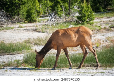 钻石娱乐：探索奢华与激情交织的娱乐世界