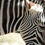 钻石赌场平台安全合规与账户保护机制深度评估 f37vgg