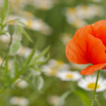 韩国娱乐平台的崛起:为何吸引全球玩家的目光 b8ozfsj0l