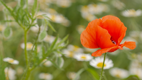 韩国娱乐平台的崛起:为何吸引全球玩家的目光